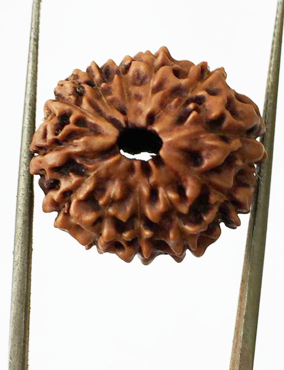 12 Mukhi Certified Indonesian Rudraksha Super Quality  Size- 17.50 mm